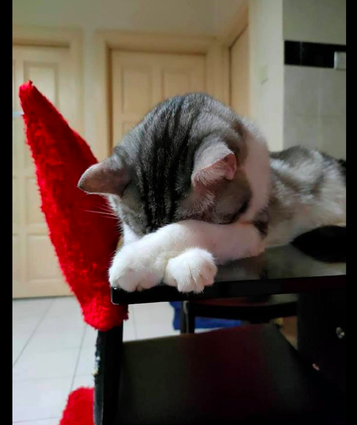 猫咪趴在桌子上就睡着了,双爪还是交叉放着的,这是道歉式睡姿?