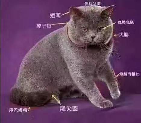 一只纯种英国短毛猫多少钱?教你几招,挑选一只纯种英短