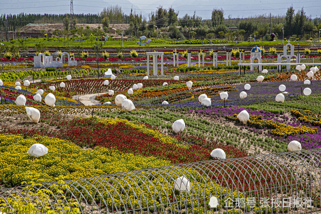 平原堡赏浪漫花海,五彩田园景观助推乡村旅游!