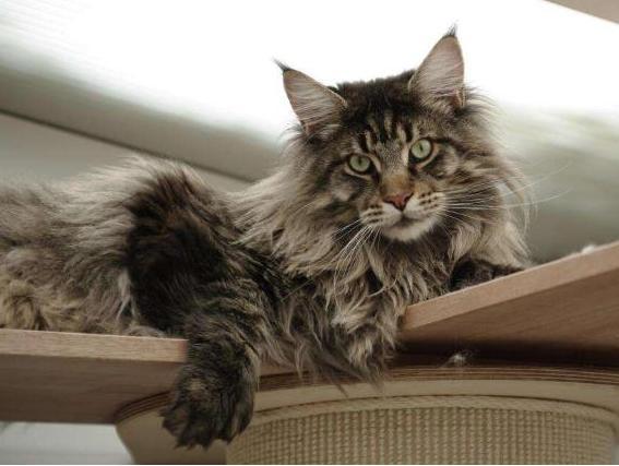 缅因猫优点这么多缺点就1个