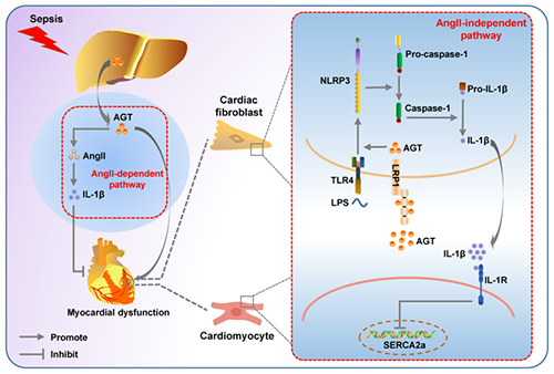 肝细胞来源血管紧张素原促进脓毒症诱发心功能障碍的机制模式图