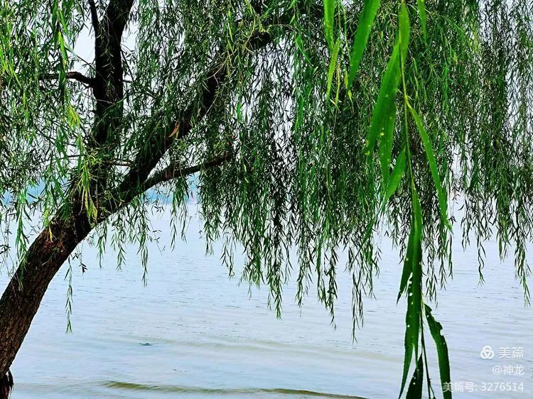 蓝天.绿柳—初秋蟠龙湖剪影
