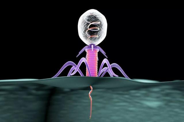 为什么噬菌体外表这么科幻,它们是地球生物吗