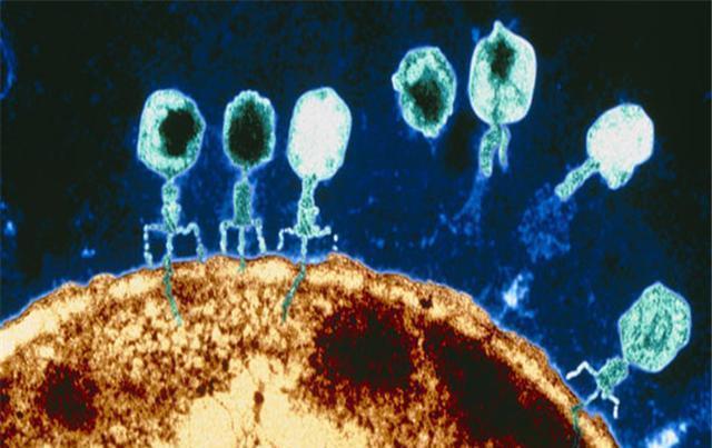 为什么噬菌体外表这么科幻,它们是地球生物吗