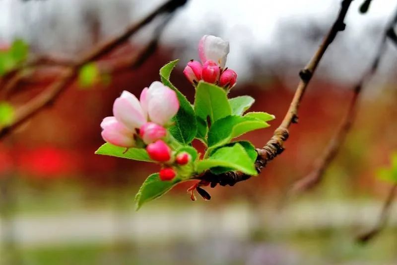 飞花令:含"花"的经典诗词