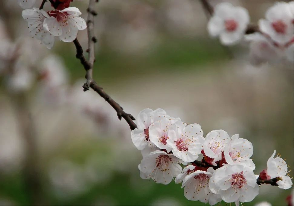 飞花令:含"花"的经典诗词