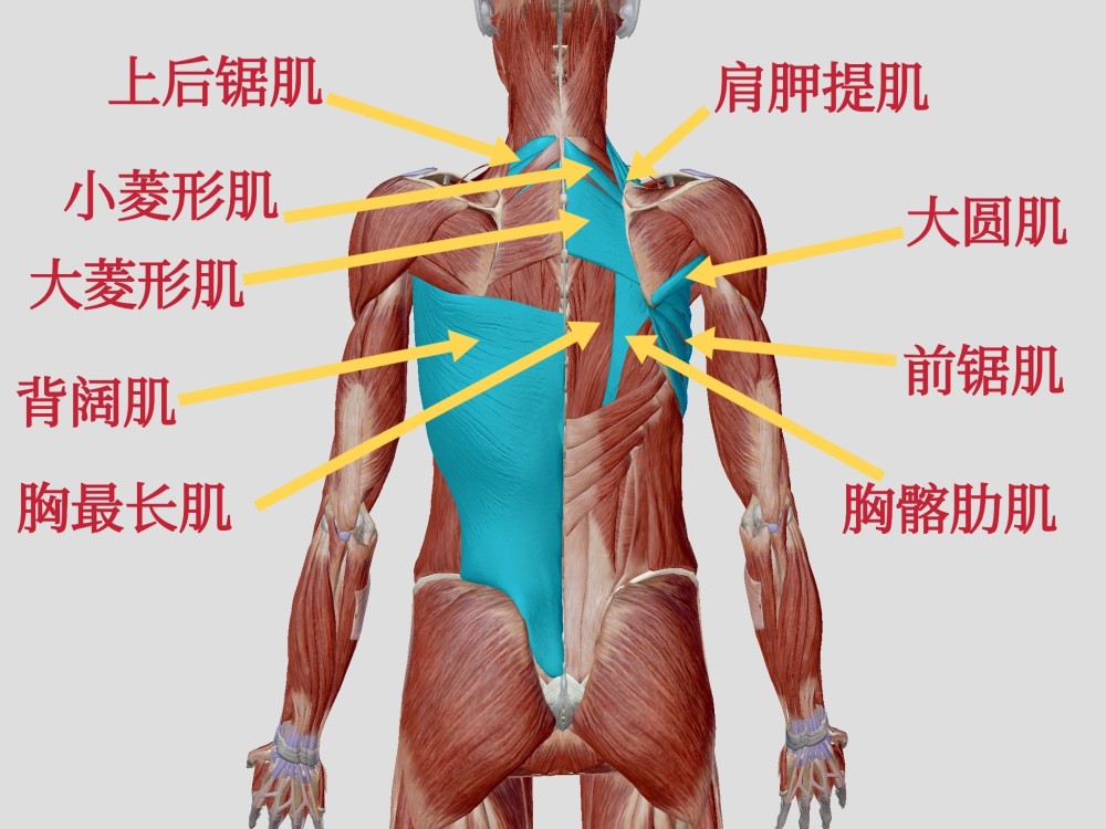 上后锯肌:深层疼痛,利用呼吸测试(让患者深吸气,深吸气时如果疼痛加重