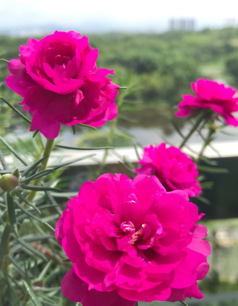 重瓣太阳花"宿迁玫红"—花美如牡丹,耐寒能力强,北方也能养