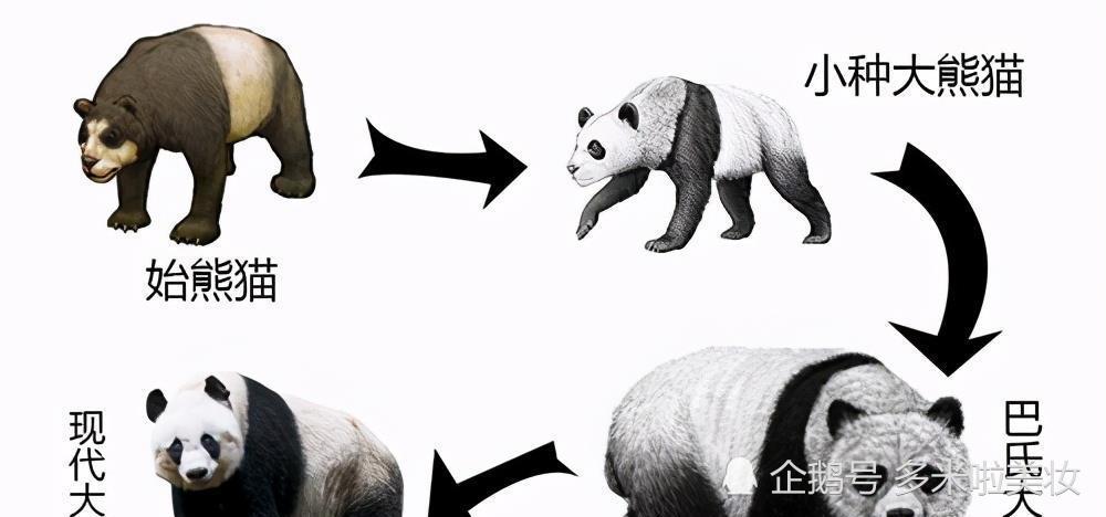 为何老虎豹子不敢攻击熊猫专家看熊猫在上古时期叫啥就知道了