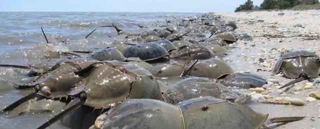 湛江这种海洋生物,曾满滩涂随处可见,如今已成国家二级保护动物