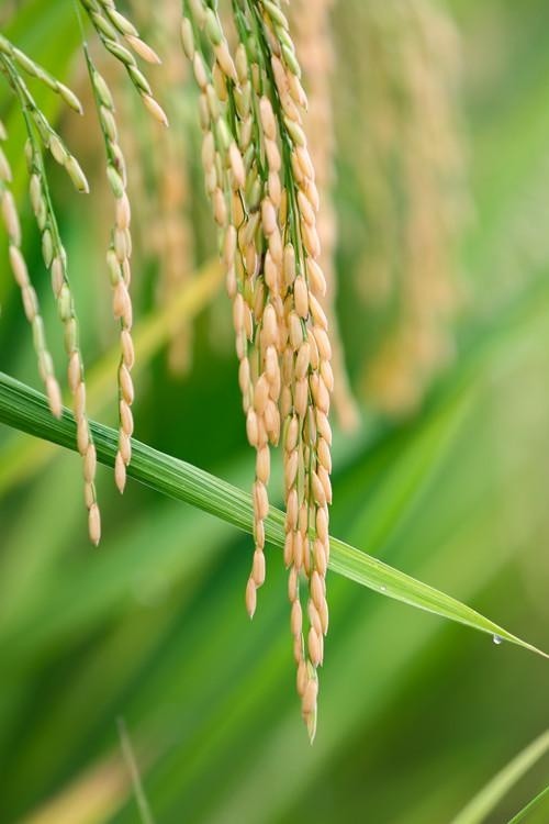 稻谷在灌浆,还不够丰满, 但秋天的丰收已经可以预期.