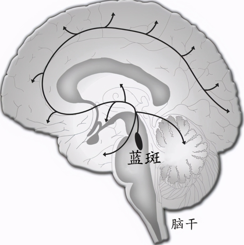 眼睛也是"大脑的窗户"?研究发现:瞳孔越大的人,就越聪明