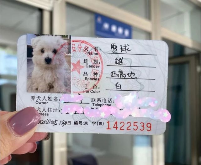 北京的狗证