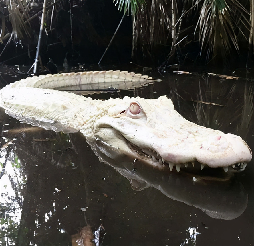 非常稀有罕见的白化鳄鱼,它似乎不应该存在于这个世界,甚至连眼球都是