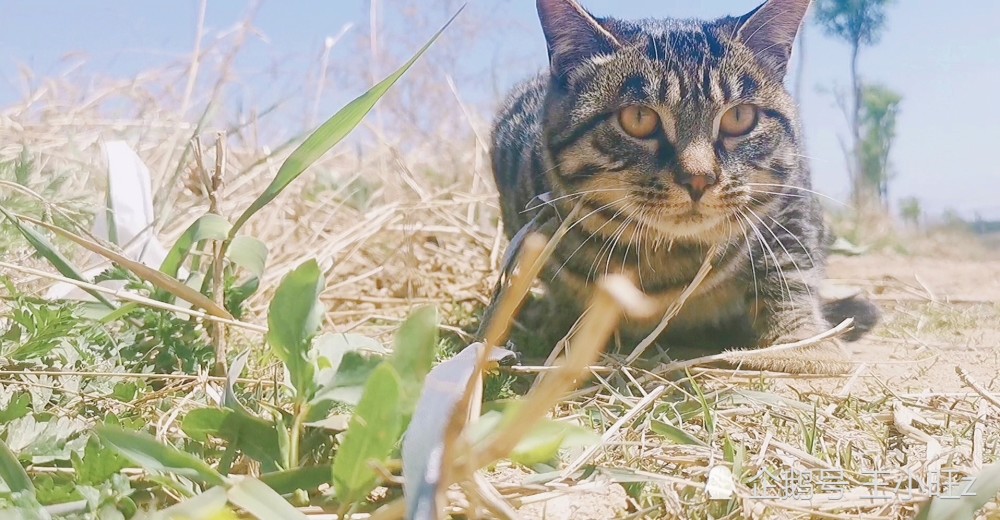 中华田园狸花猫