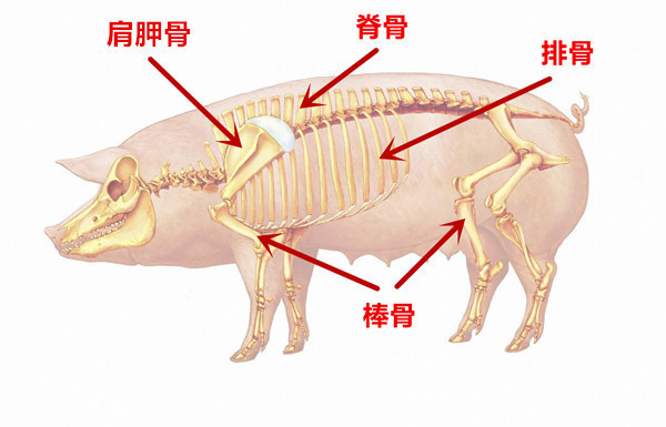 猪身上最有营养的部位,你知道有哪些吗?