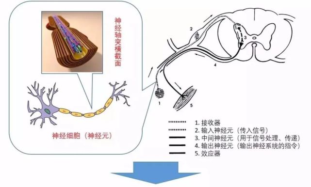 大脑没有痛觉神经为什么我们还会感觉头疼