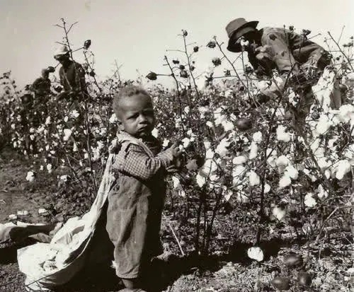 黑奴的悲惨生活:每天在棉花种植园工作,工作时间长达18小时