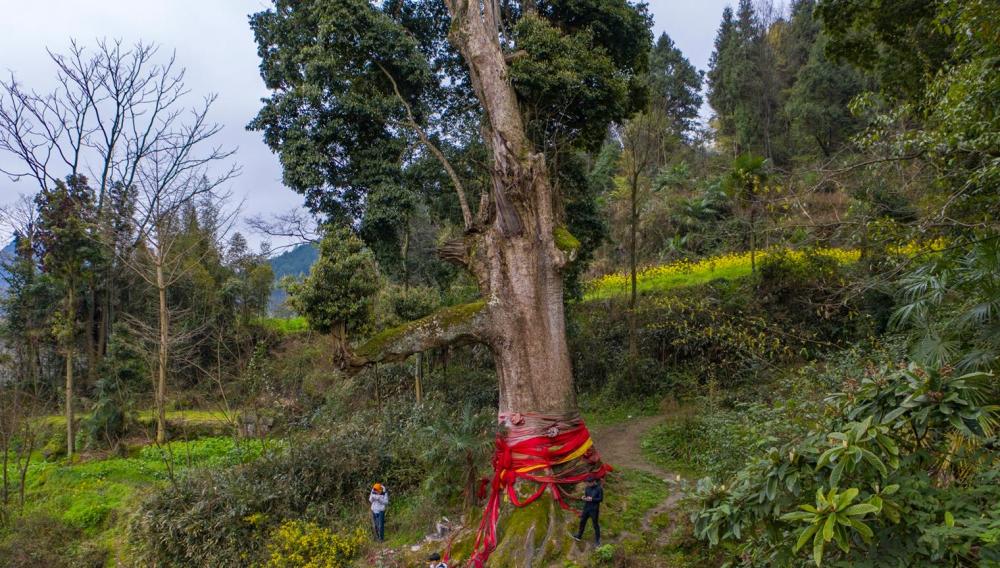 给10个亿都不卖!贵州大山发现世界楠木王,树龄超过2000年