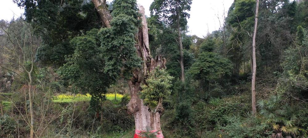 给10个亿都不卖!贵州大山发现世界楠木王,树龄超过2000年