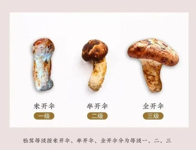 舌尖上的松茸教你怎么吃!