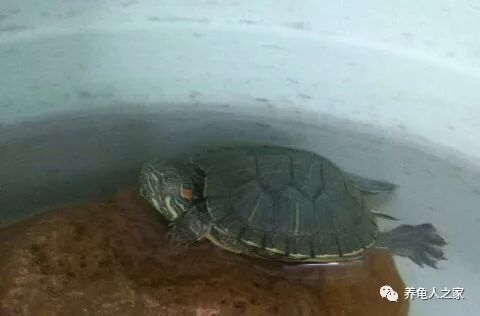盘点一下乌龟睡觉的姿势!