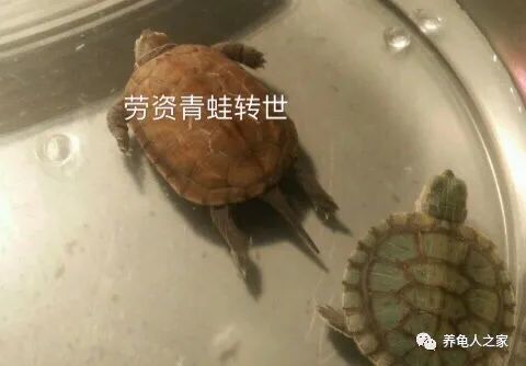 盘点一下乌龟睡觉的姿势!
