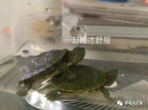 盘点一下乌龟睡觉的姿势!