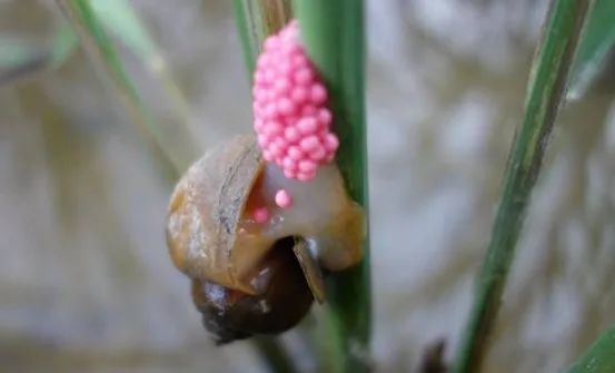 贵阳百花湖畔发现大量福寿螺卵体