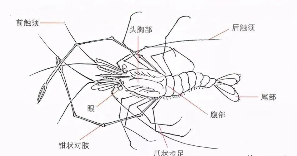 勾钳状对肢和爪状步足要注意结构转折的变化,线条要圆润有力,造型准确
