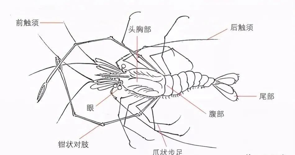 虾的结构图示