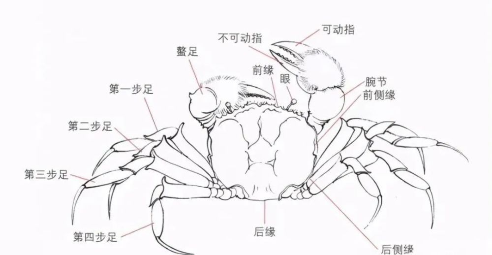 蟹的结构图示