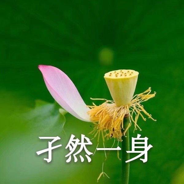 夏日荷花平静表情包,心如止水