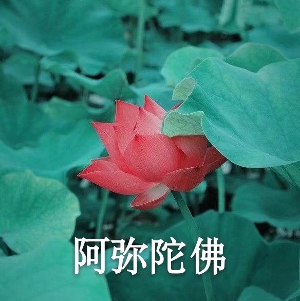 夏日荷花平静表情包,心如止水