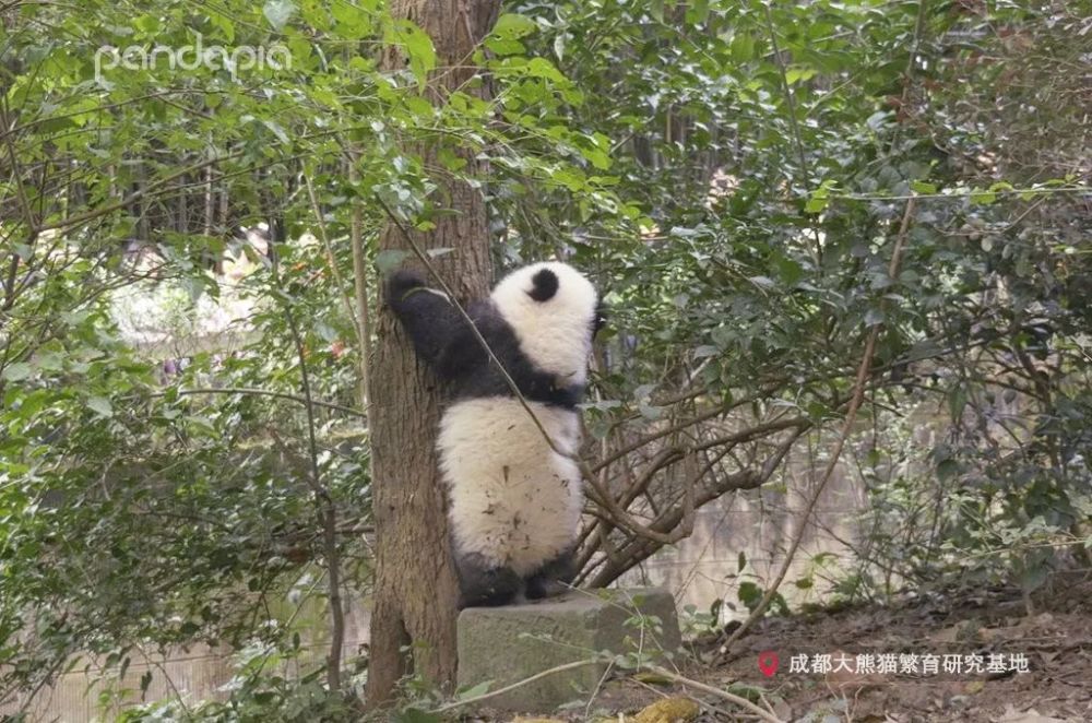 其中有一个非常特殊的"女主角"——大熊猫成浪.