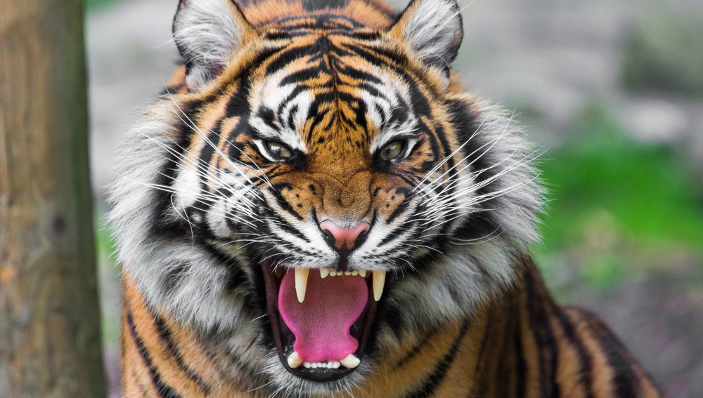 17只老虎被关押8只老虎死亡越南老虎处境有多糟糕