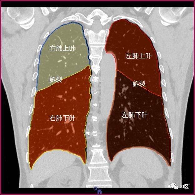 经常会遇到需要定位并病灶的位置的需求,这就涉及到了肺的分叶和分段