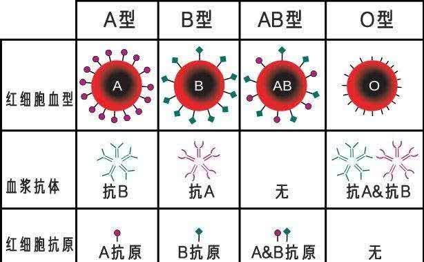 世上最罕见的血型在南京发现,全球仅此一例,已被国际基因库收录