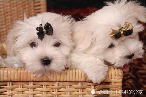 梦到死去的小狗，寓意着内心的失落与成长