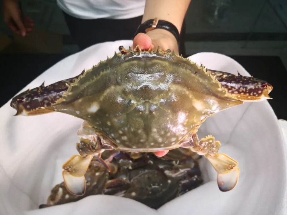 更大更肥的正宗舟山冰鲜梭子蟹来啦!从码头直达餐桌,鲜到吮手指!