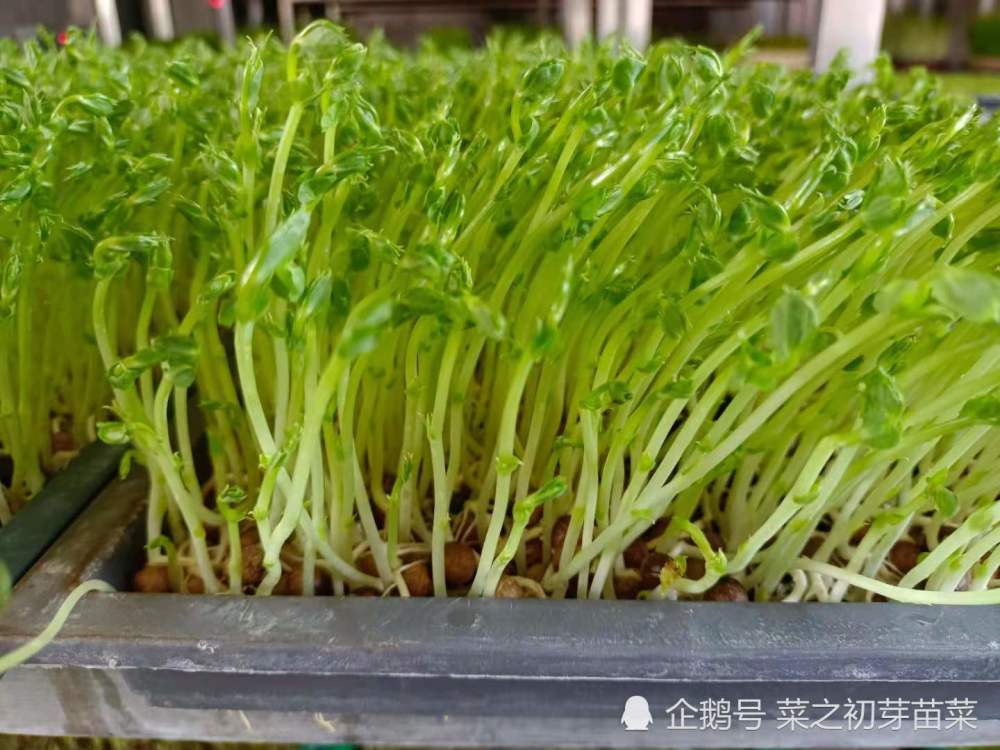 豌豆芽苗菜种植需要掌握的重点有哪些?