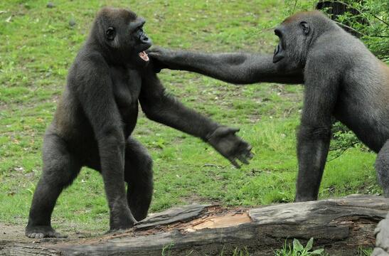游客动物园打架,哪些动物会模仿?工作人员又是如何教育打架动物的?