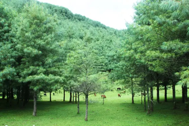 风雨听绿——善洲林场游