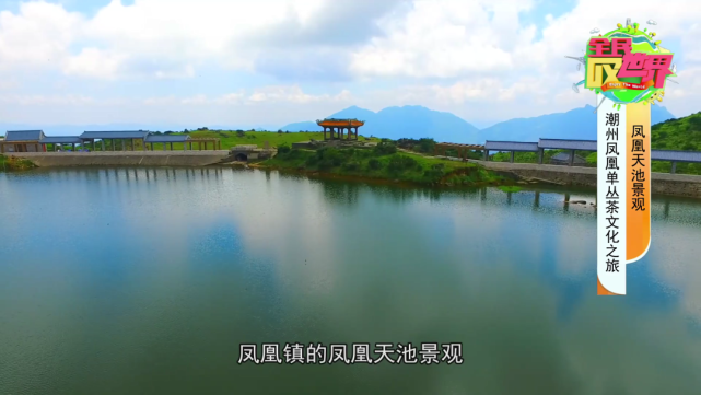 采茶制茶品茶学起来全民君带你去潮州凤凰镇get凤凰单丛茶的魅力