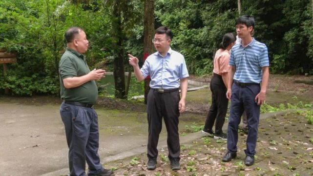 蓝如帅到天峨县大山生态林场调研生态文明建设,安全生产等工作