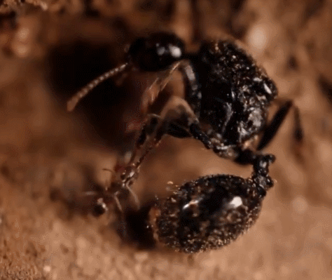 假如"蚁后"死了,剩下的蚂蚁会变得怎么样?