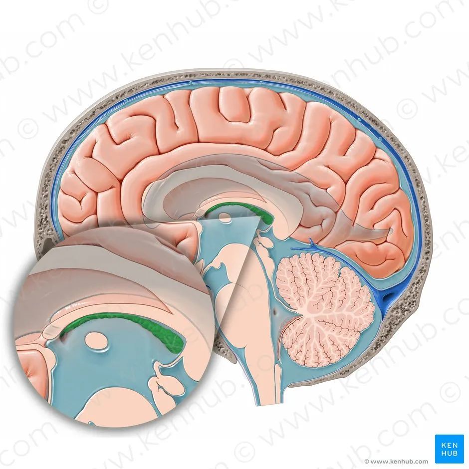 其循环途径为:左,右侧脑室脉络丛产生的脑脊液 经左,右室间孔流入第3