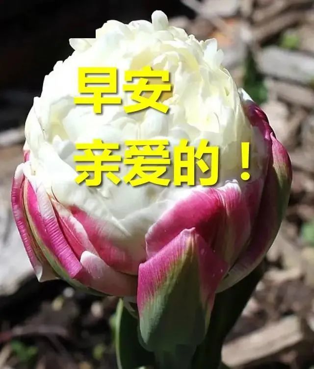 早上好朋友,最好看的早上好祝福表情图片,早安问候语