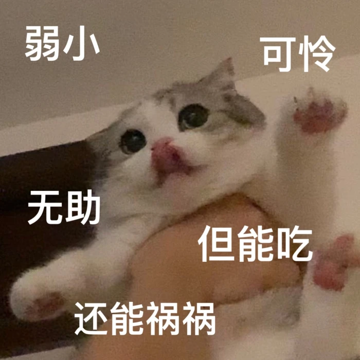 【表情包】是猫猫啊喂!