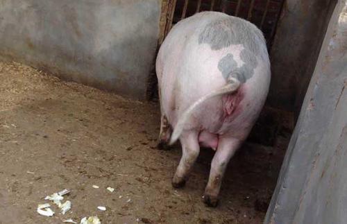 母猪配种后二十天流白色糊状为什么?母猪配种后子宫流脓怎么治疗